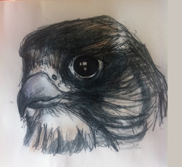 peregrinefalcon - felder